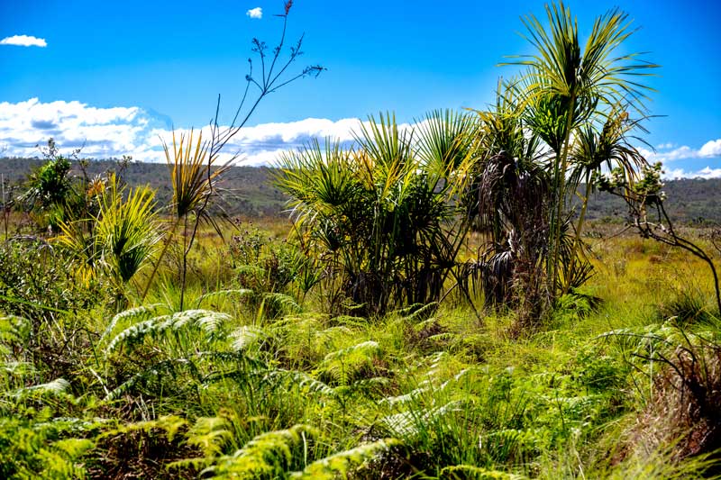 Programa PLANETA VERDE vai à Caatinga e ao Cerrado em parceria com Fundo Comunitário Airbnb